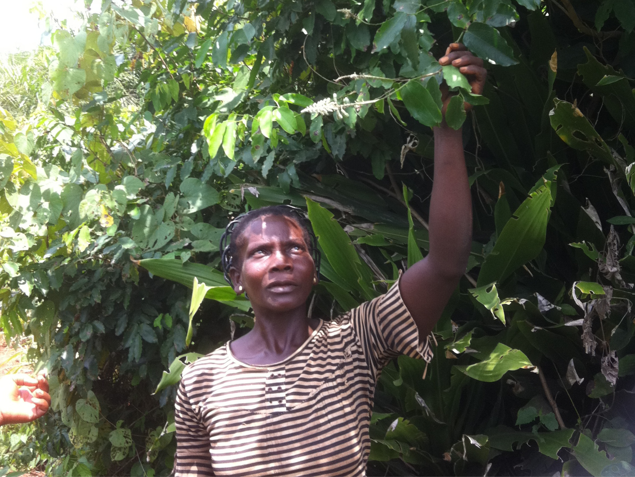 cueilleuse-recoltant-branche-griffonia-sauvage