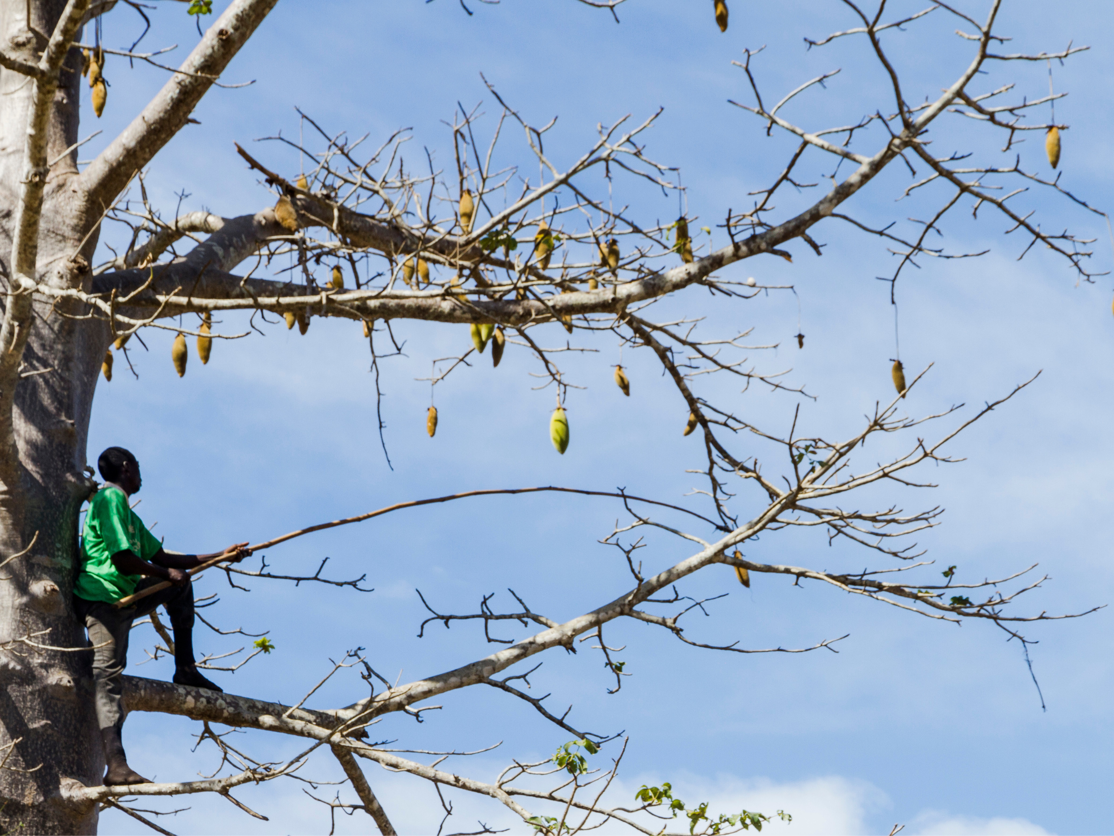 recolte-fruit-baobab-dans-arbre