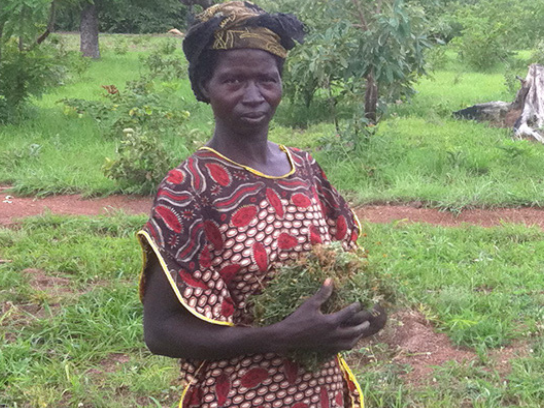 Chrysanthellum-Filière-récolte-femme Chrysanthellum-Filière-récolte-femme