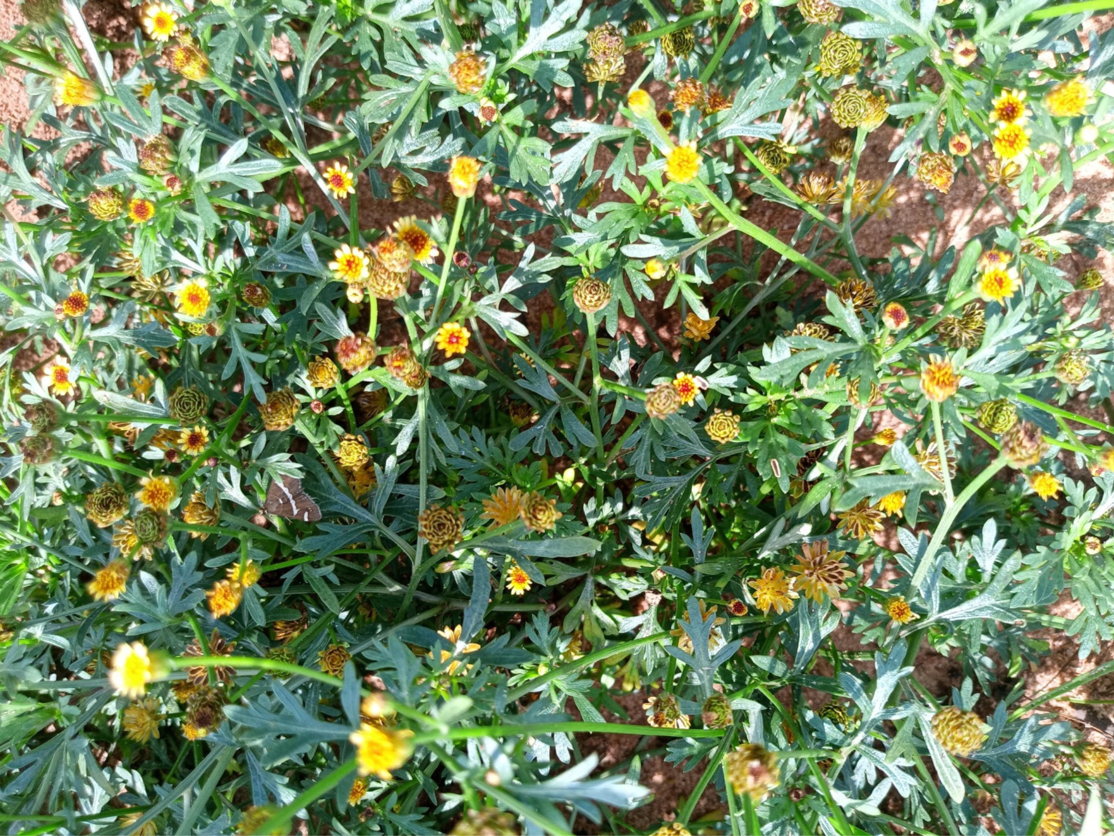 chrysanthellum-en-fleur chrysanthellum-en-fleur