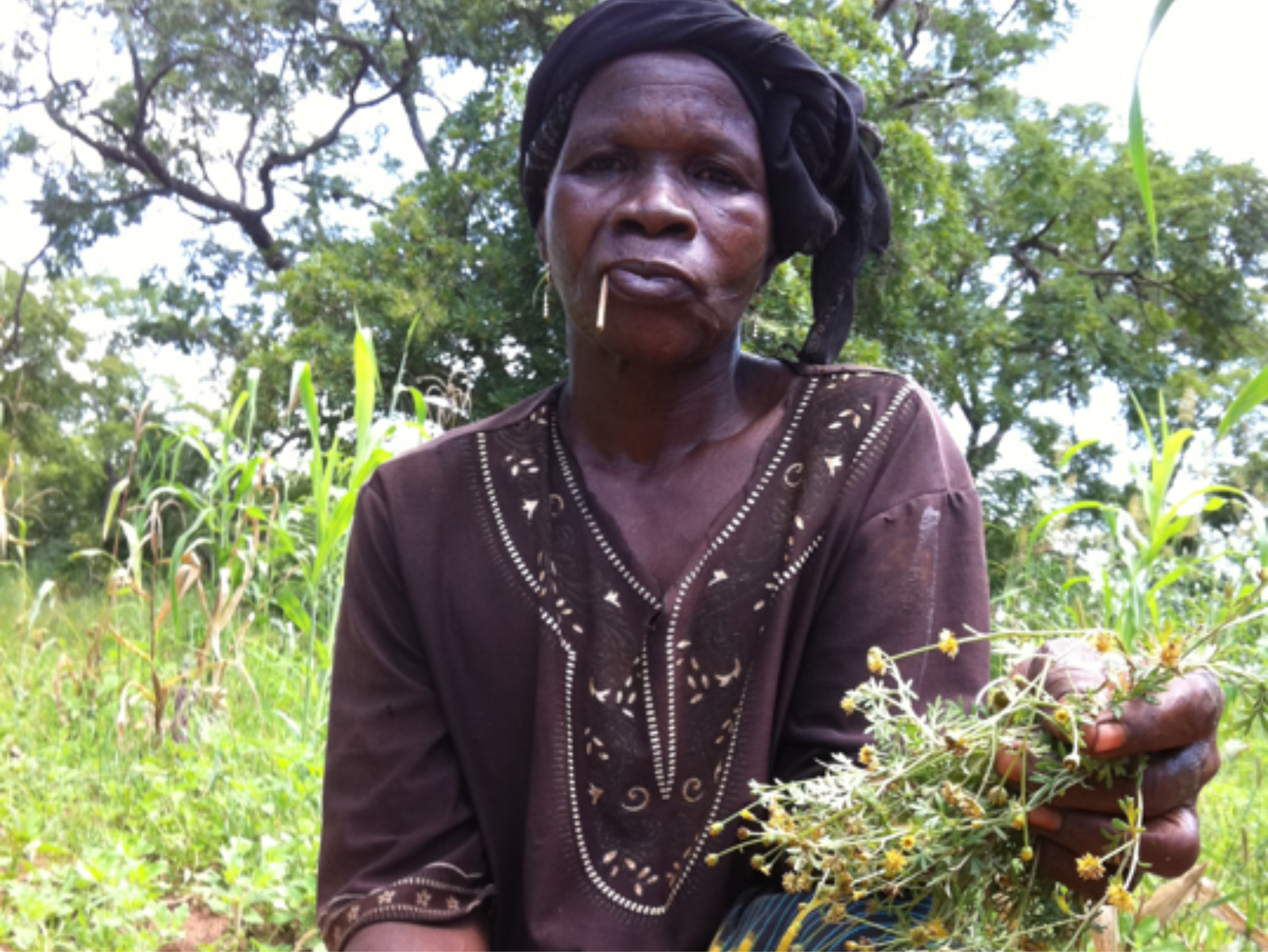 cueillette-traditionnelle-chrysanthellum cueillette-traditionnelle-chrysanthellum