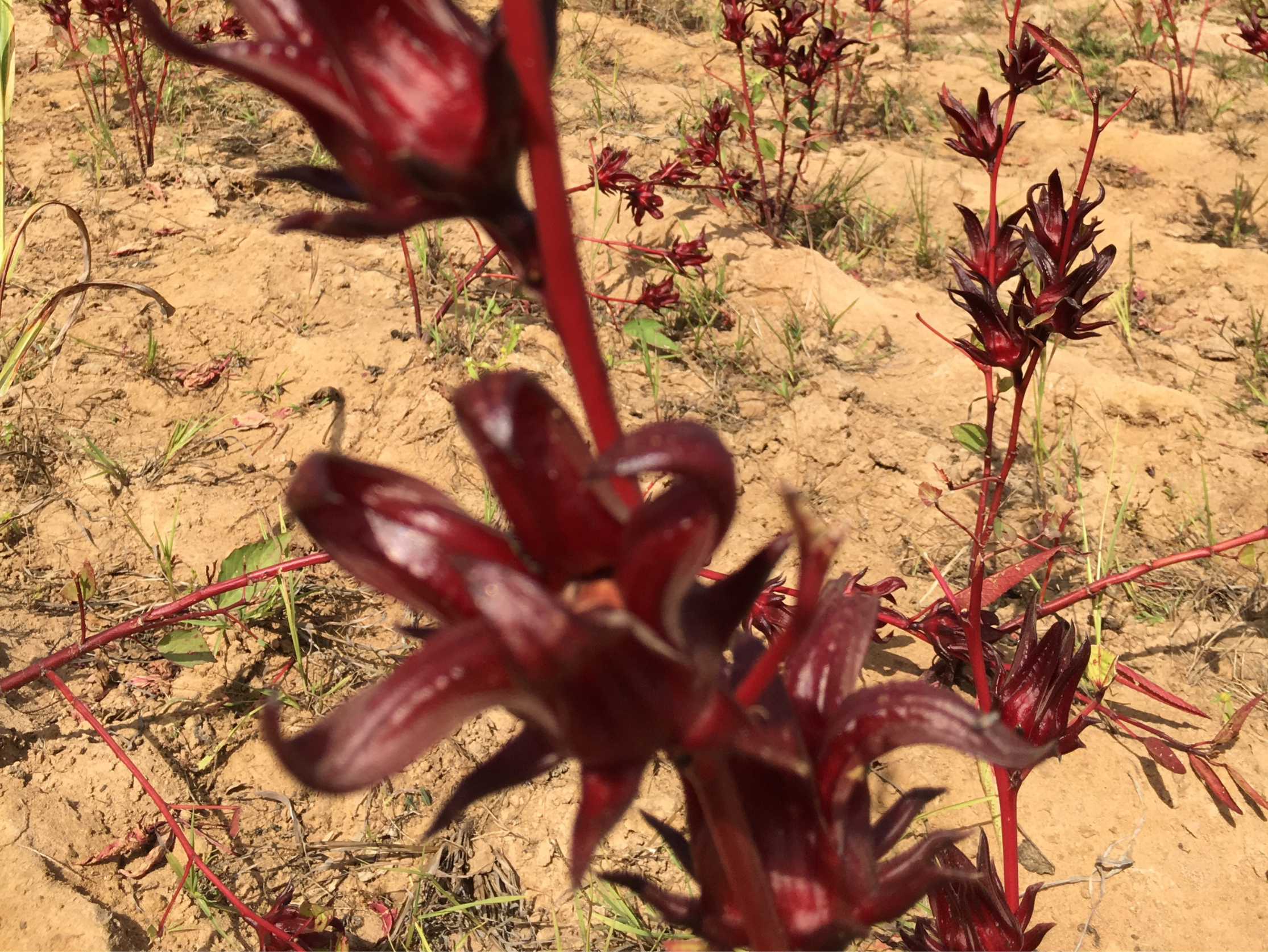 culture-fleurs-hibiscus-rouge culture-fleurs-hibiscus-rouge