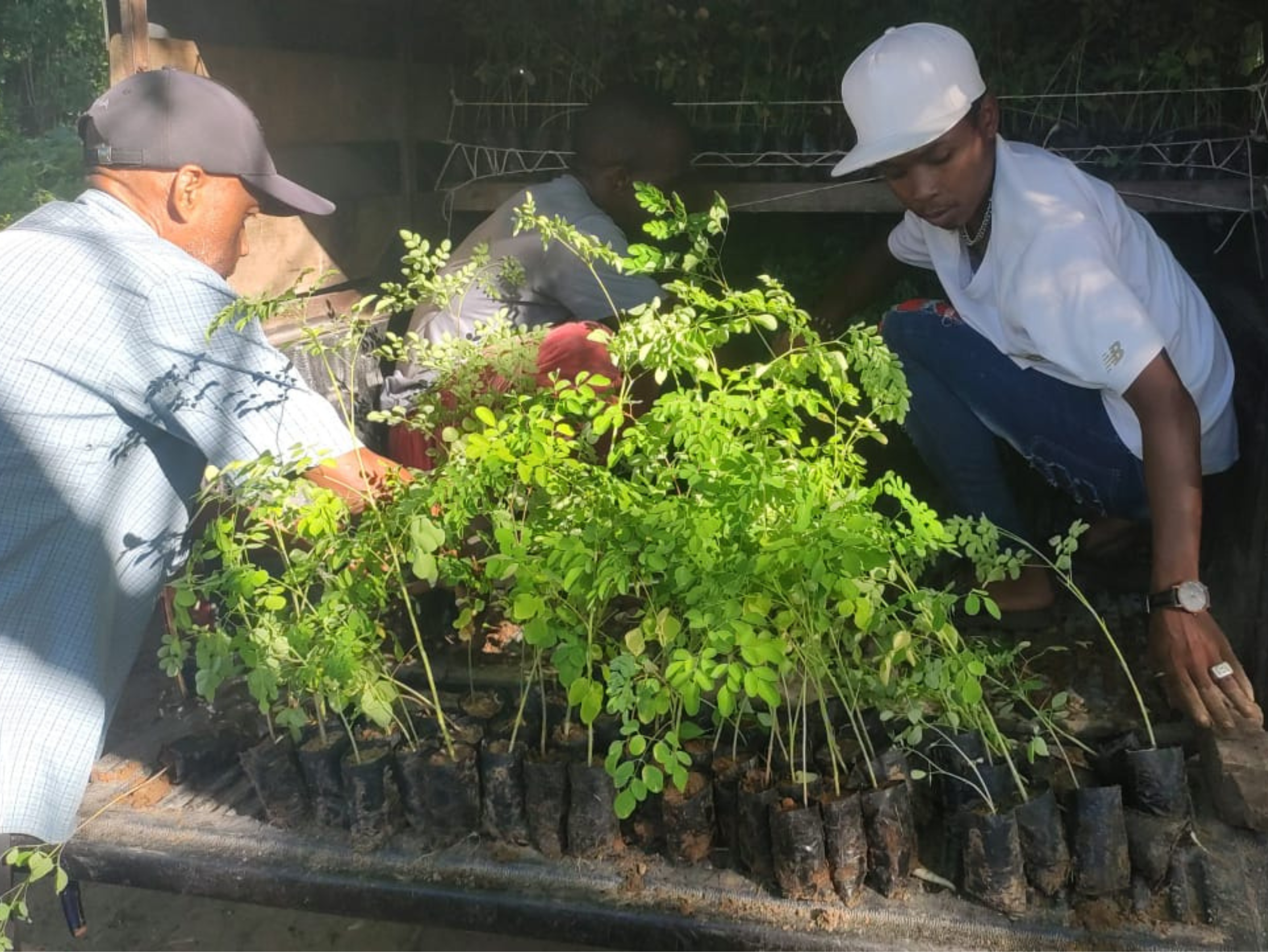 distribution-jeunes-plants-moringa distribution-jeunes-plants-moringa