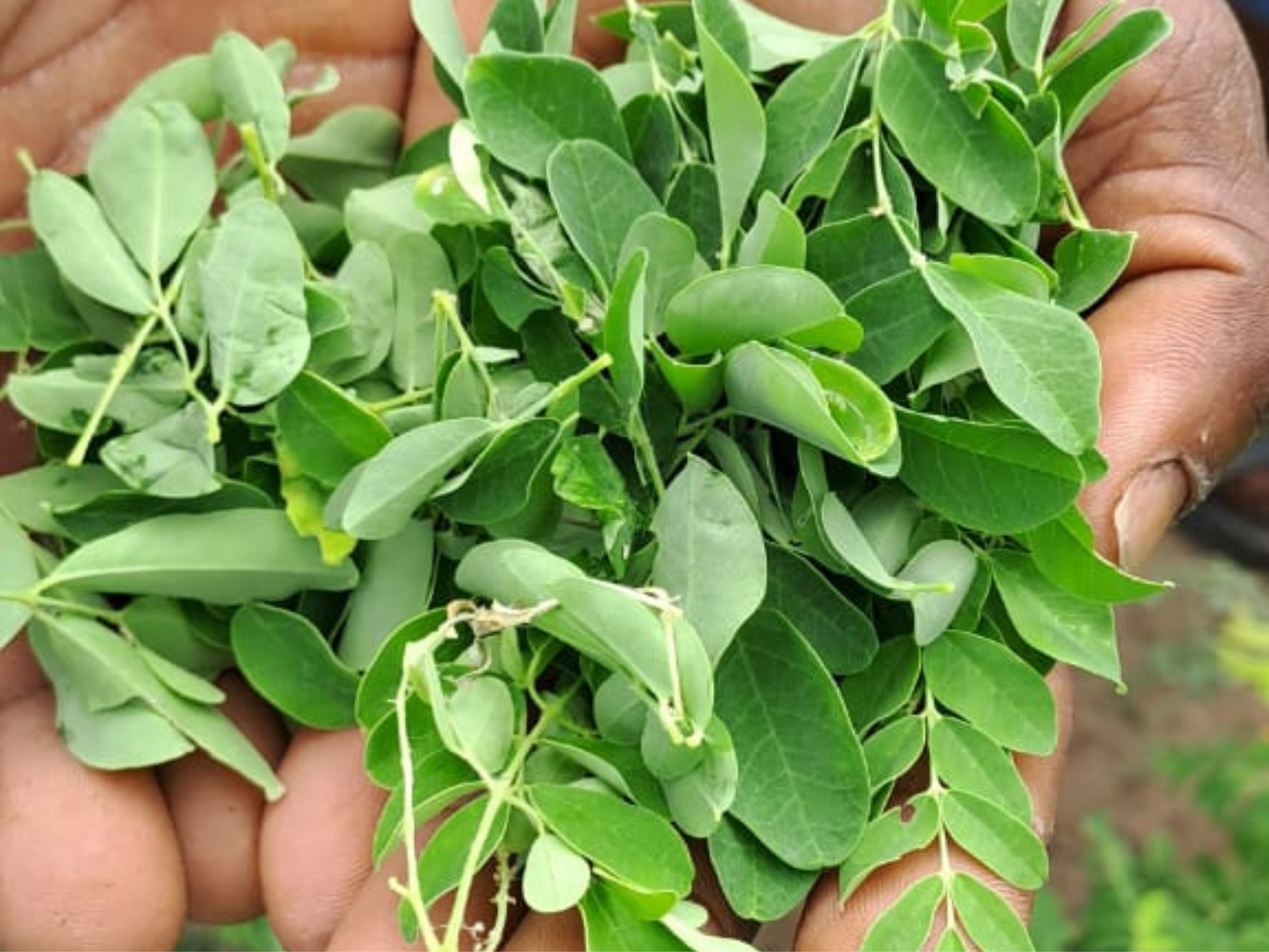 feuilles-moringa-fraiches-en-main feuilles-moringa-fraiches-en-main