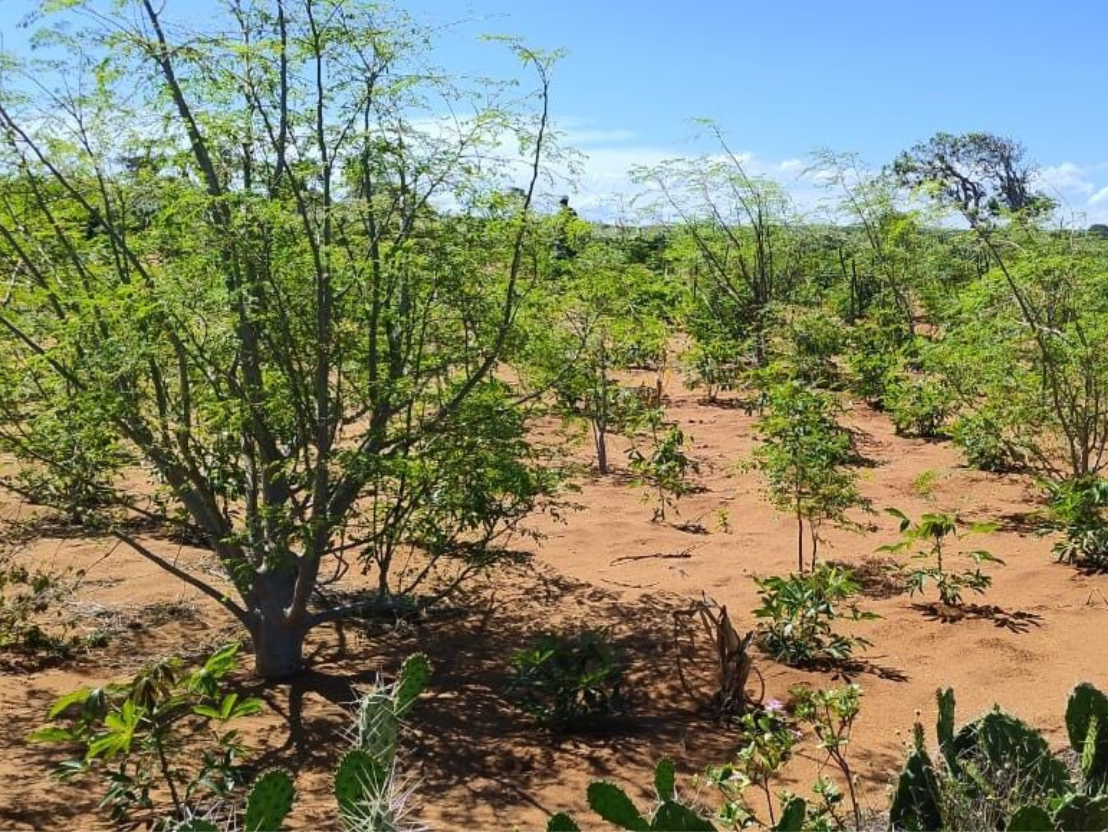 plantation-moringa-en-zone-aride plantation-moringa-en-zone-aride