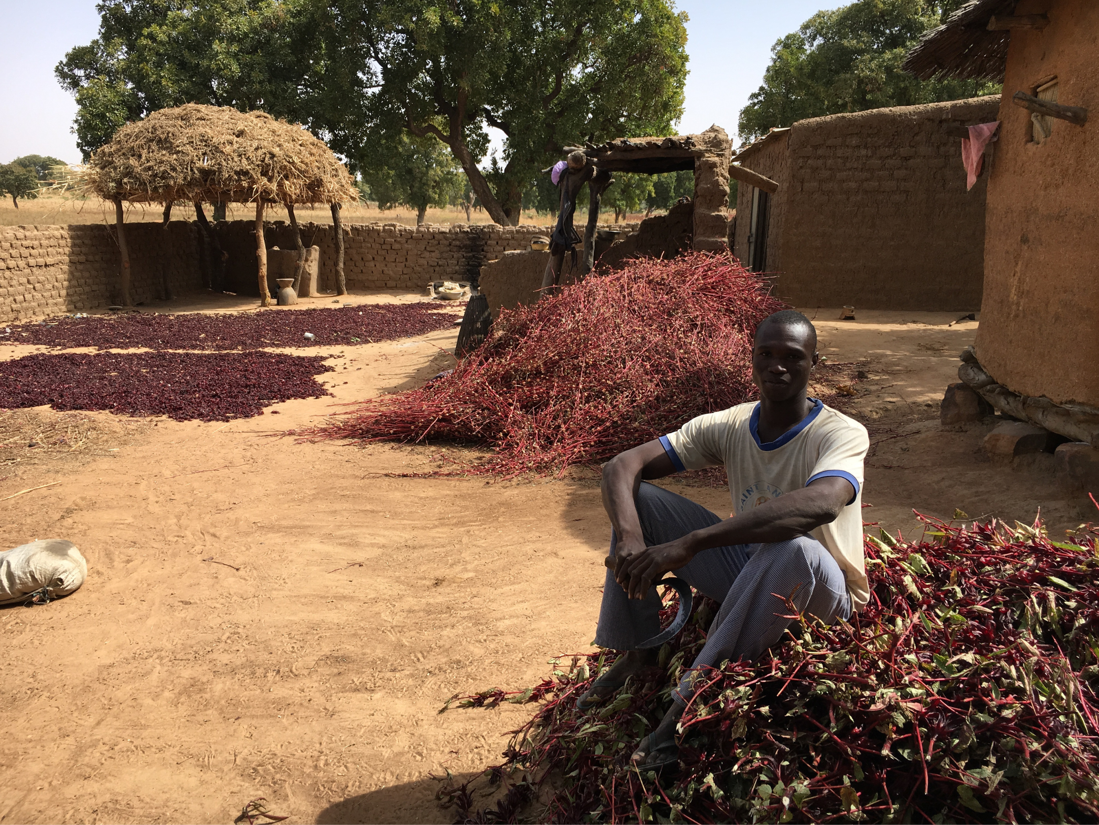 sechage-hibiscus-et-tiges-au-village sechage-hibiscus-et-tiges-au-village