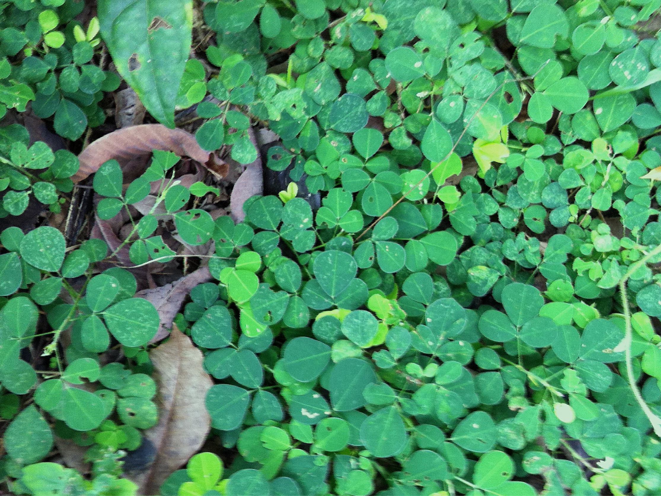 tapis-vert-feuilles-desmodium tapis-vert-feuilles-desmodium