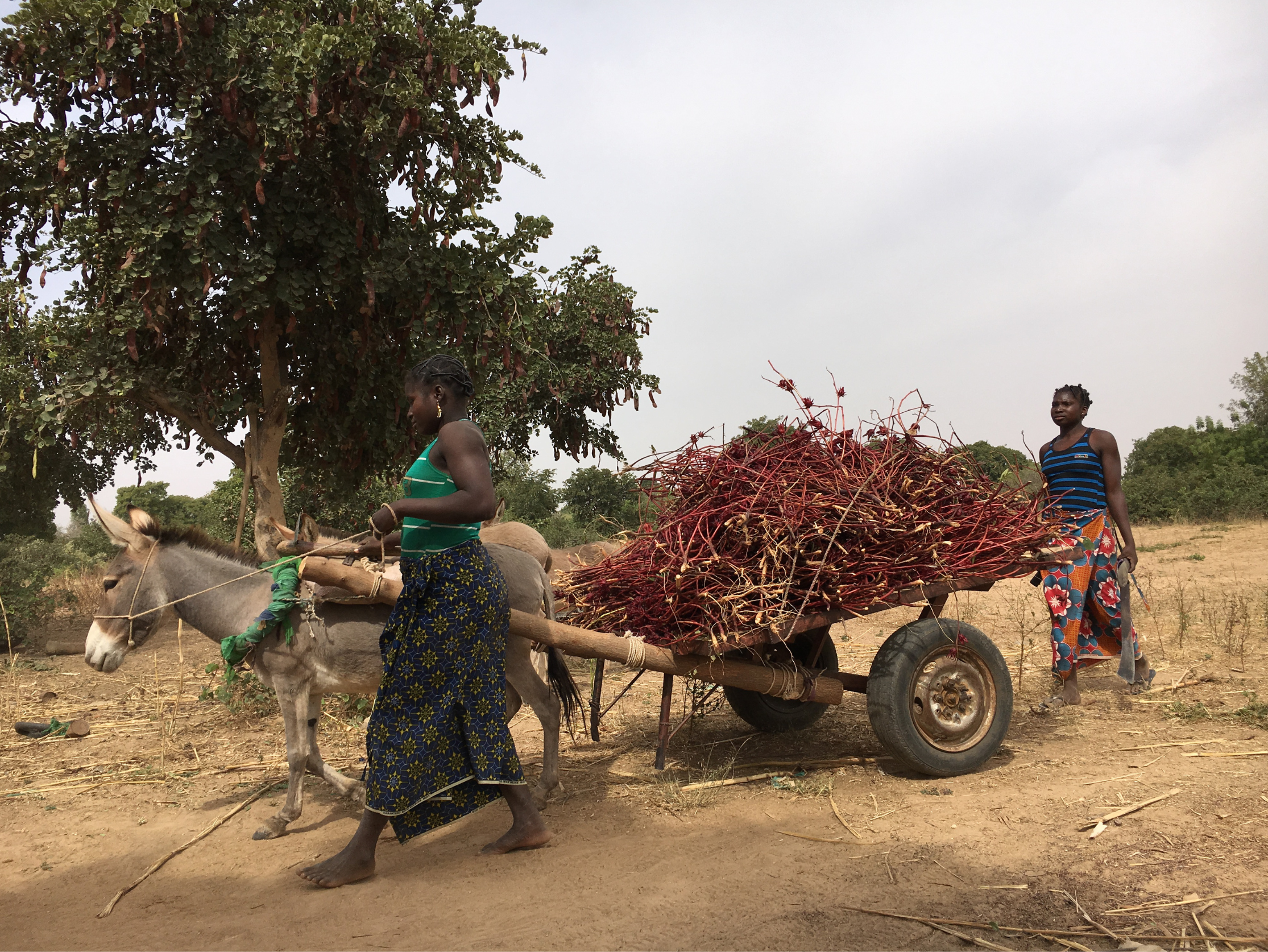 transport-récolte-hibiscus transport-récolte-hibiscus