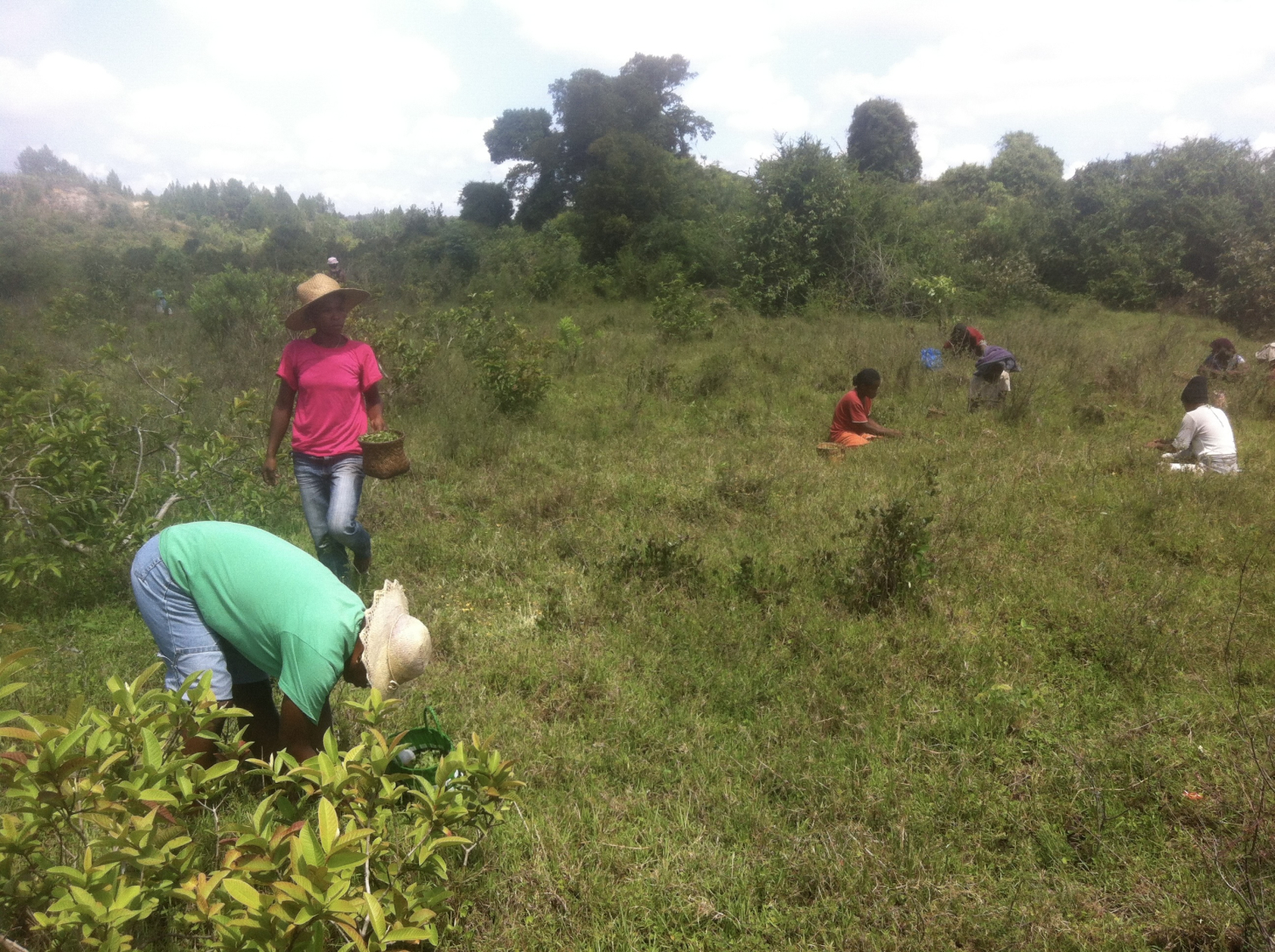 Structuration de filières